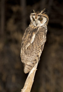 owl
